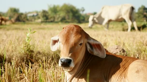 Vaca bebé acostado en el campo — Vídeos de Stock