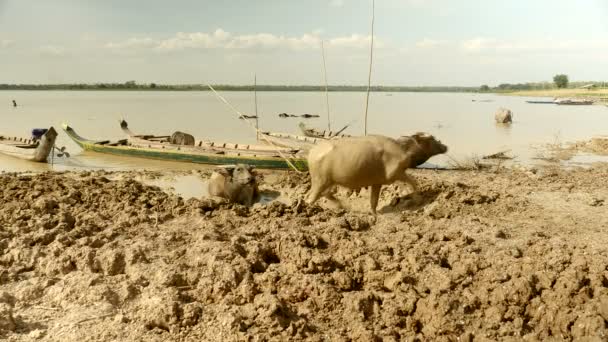 Búfalos de água saindo de águas rasas do rio depois de um banho de lama — Vídeo de Stock