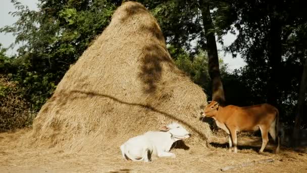 Brown cow eating hay and white cow lying down at the foot of a tall haystack — Stock Video