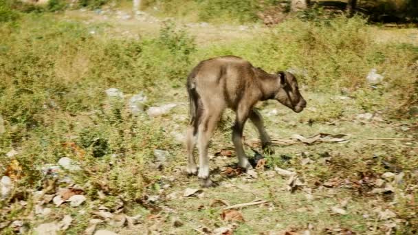 Ternero de búfalo caminando hacia su madre búfalo — Vídeos de Stock