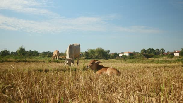 Vache blanche broutant dans un champ à côté d'un veau brun couché sur le sol 