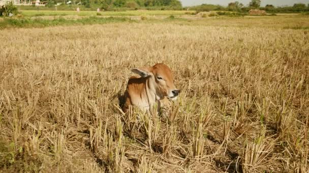 Primer plano sobre un ternero marrón acostado en un campo de arroz seco — Vídeo de stock