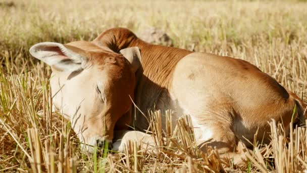 Gros plan sur un veau brun dormant dans un champ — Video