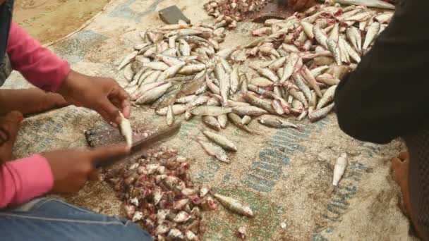 Women cutting little fishes' head off on a round wooden board on the ground using a butcher knife (close-up) — Stock Video