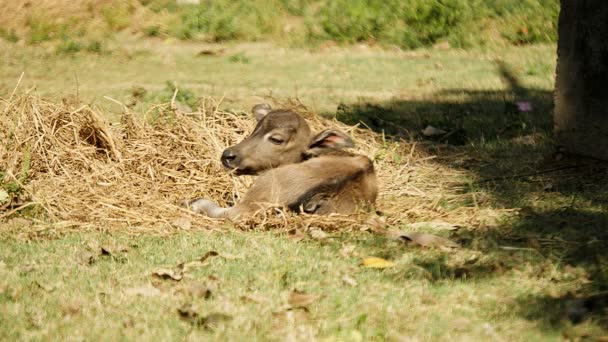 Μωρό buffalo ξαπλωμένος σε σανό, σε ένα πεδίο ως άνεμος φυσά — Αρχείο Βίντεο