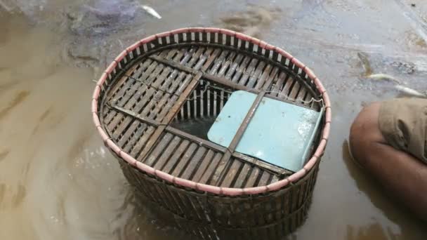 Рыбаки вытаскивают из сети запутавшихся речных рыб вручную и бросают их в бамбуковую корзину. — стоковое видео