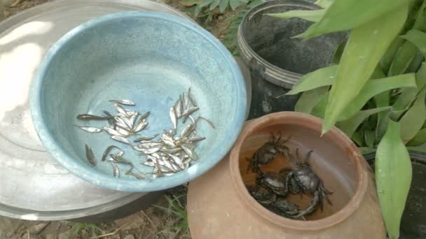 土鍋に蟹とプラスチック洗面器に小さな魚 — ストック動画