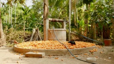 Chickens pecking grains of corns