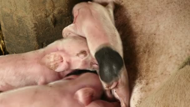 Porcelets nouveau-nés saisissant les trayons de la truie et allaitant le lait de leur mère — Video