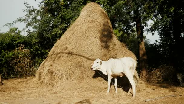 Vache blanche mangeant du foin au pied d'une grande meule de foin — Video