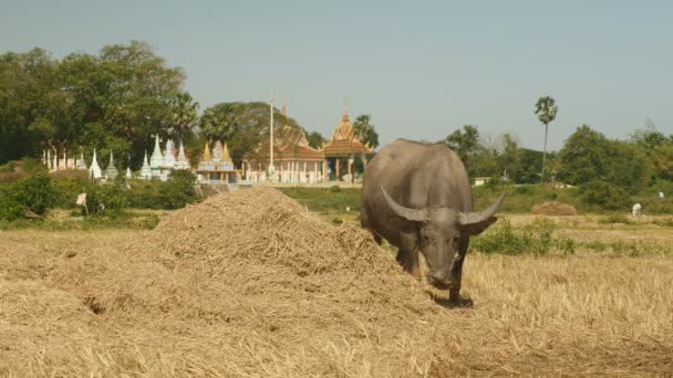 Buffalo eating hay in a field — Stok Video