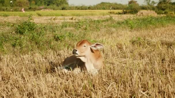 Brun kalv bunden med rep liggande och idisslande i en torr risfält — Stockvideo