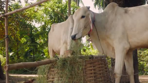 Skinny white cows tied up with rope in a farmyard and eating grass ( close up) — Stock Video