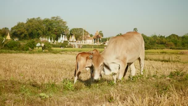 Ternera marrón de pie junto a una vaca blanca atada con cuerda y pastando en un campo de arroz seco — Vídeo de stock