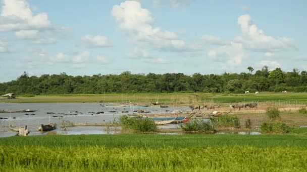 Hora del baño para los búfalos de agua; Canoas Dugout en el lago y campo de arroz verde soplando en el viento en primer plano — Vídeos de Stock