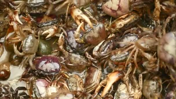 Gros plan sur les crabes capturés dans les rizières — Video