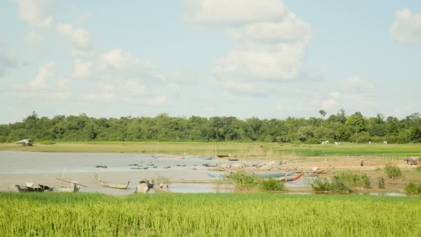 Bagno per bufali d'acqua; canoe Dugout sul lago e campo di risaia verde che soffia nel vento in primo piano — Video Stock