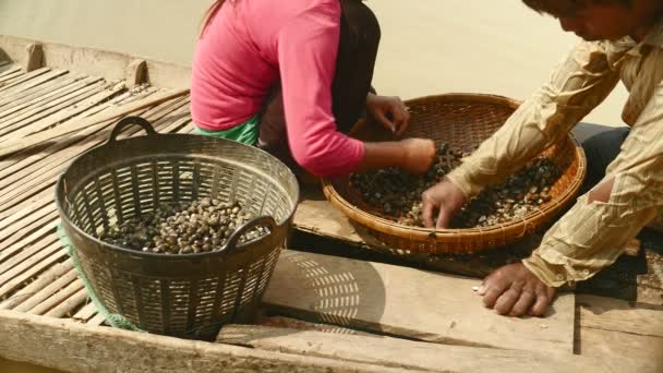 Close up of clam diggers sorting river clams out from rocks in a bamboo basket and keeping it in a basin — Stock Video