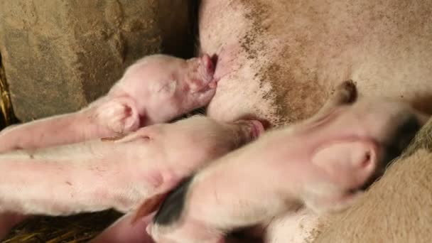 Neugeborene Ferkel ergreifen die Zitzen der Sau und säugen die Milch ihrer Mutter