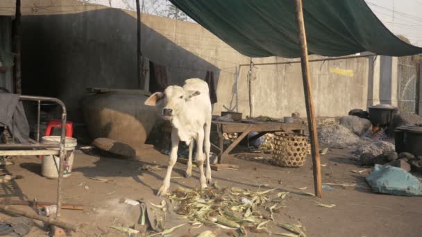 Vaca joven está comiendo cáscaras de maíz en la calle. mazorcas de maíz hirviendo en una olla grande sobre un fuego abierto como telón de fondo — Vídeo de stock