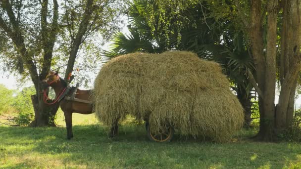 Horse neighing with the cart loaded with hay on a field — Stock Video