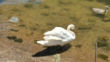 Kuğu ve Seine Nehri üzerinde yüzme cygnet