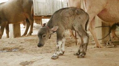  Yeni doğan buffalo bir ahırda ilk kez ayakta (yakın) 