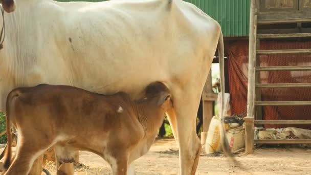 Λευκό μόσχο πιπίλισμα μέχρι το γάλα από τη μητέρα του στον προαύλιο χώρο αγροκτήματος (κοντινό πλάνο) — Αρχείο Βίντεο