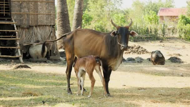 Maigre vache brune attachée à la corde dans une ferme et veau aspirant le lait de ses trayons 