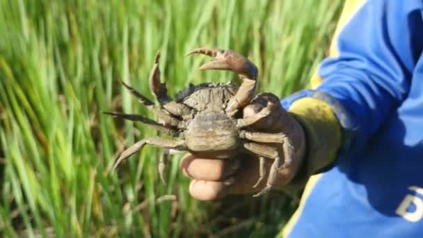 Bottom view of a mud crab caught in paddy field — Stock Video