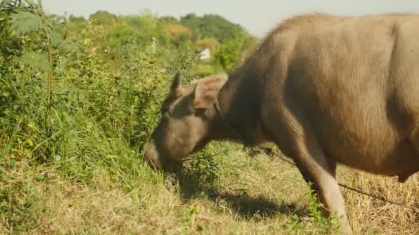 Close-up on water buffalo tied up with rope grazing in a field — Stock Video
