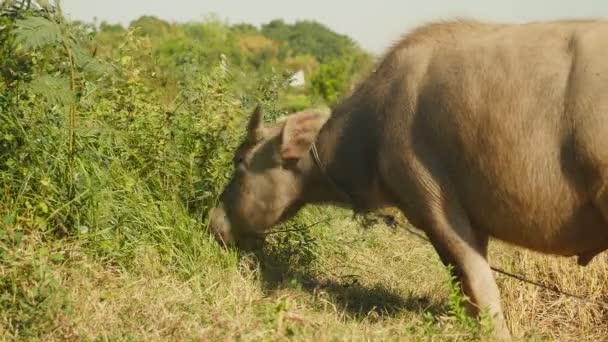 Gros plan sur un buffle d'eau attaché par un pâturage à la corde dans un champ 