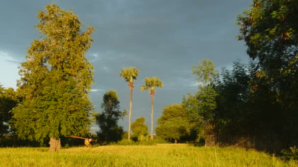 Fisher com remos caminhando pelo campo de arroz verde sob o céu escuro — Vídeo de Stock