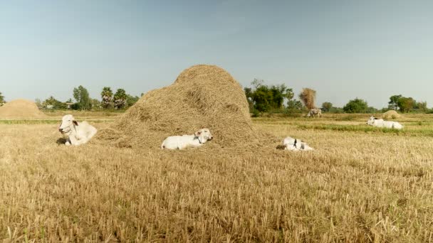 Λευκή αγελάδα με μοσχάρια ξαπλωμένη σε ένα πεδίο από έναν σωρό του σανού — Αρχείο Βίντεο