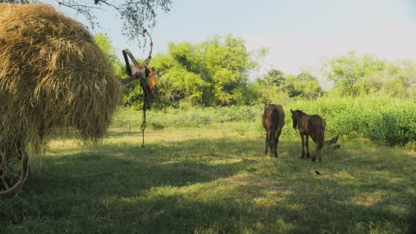 Kestane at ve Tay ayakta yan yana yanındaki sepeti saman ile yoğun olarak yüklenen bir alanında — Stok video