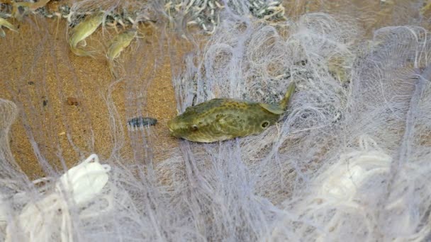 Souffler du poisson allongé hors de l'eau sur un filet de pêche avec d'autres poissons capturés qui luttent pour s'échapper alors qu'ils sont empêtrés dans le filet — Video