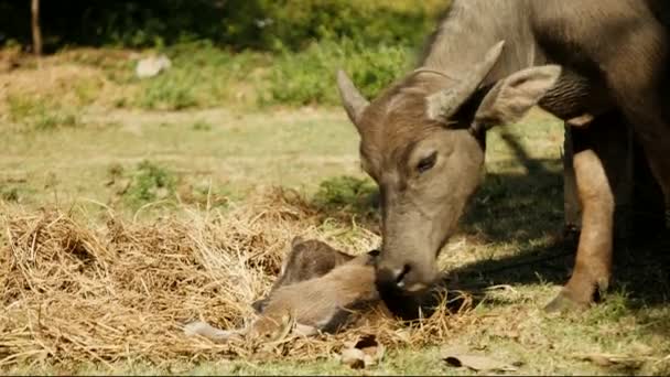 Cuidar y proteger el comportamiento materno del búfalo que huele a su bebé (de cerca) ) — Vídeos de Stock