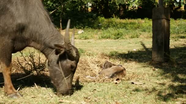 Water buffalo tied up with rope grazing in a field next to buffalo calf lying down on hay ( close up ) — Stock Video