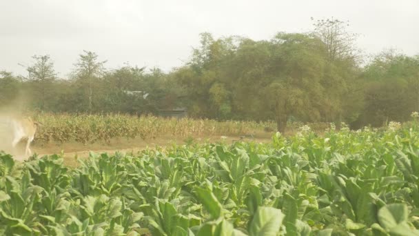 Vista posteriore di un agricoltore che guida un carro con foglie di tabacco raccolte su un sentiero polveroso attraverso i campi di tabacco — Video Stock