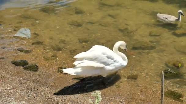 Cisne y cigüeña nadando en el río Sena — Vídeos de Stock