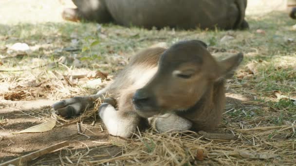 Gros plan d'un veau de buffle dormant sur le côté sous l'ombre d'un arbre — Video