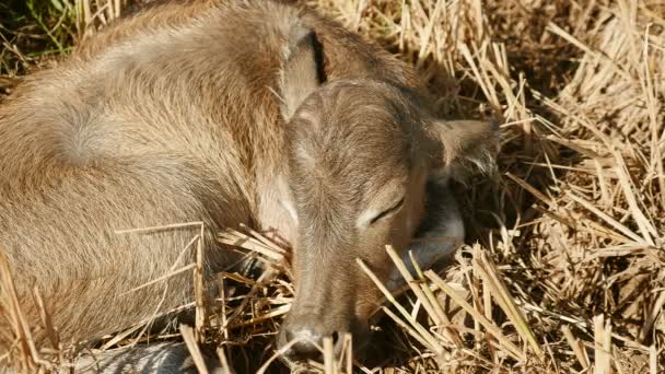 Close up van een kalf van de buffalo slapen in een hayfield — Stockvideo