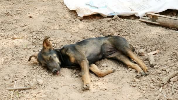Jeune chien sauvage dormant sur le sol (gros plan  )