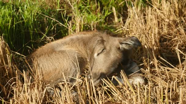 Närbild av en buffel kalv sover i en hayfield — Stockvideo