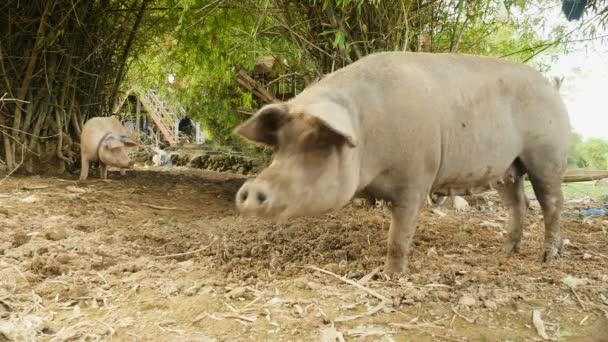 Porcs roses et gris à la recherche de nourriture — Video