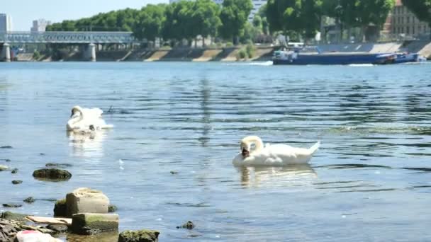 Family of swans swimming together on a seine river — Stock Video