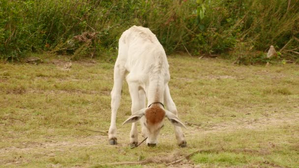 Witte kalf grazen in een veld — Stockvideo