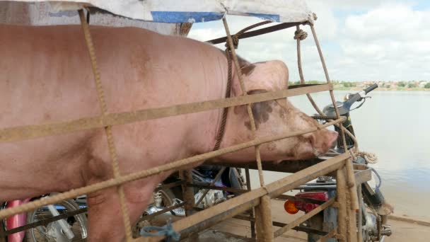 Pig tied up in cart loaded onto ferry boat for river crossing — Stock Video