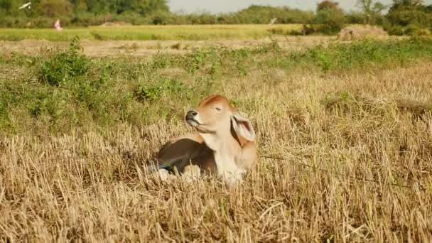 Brown calf tied up with rope lying down and ruminating in a dry paddy field — Stock Video