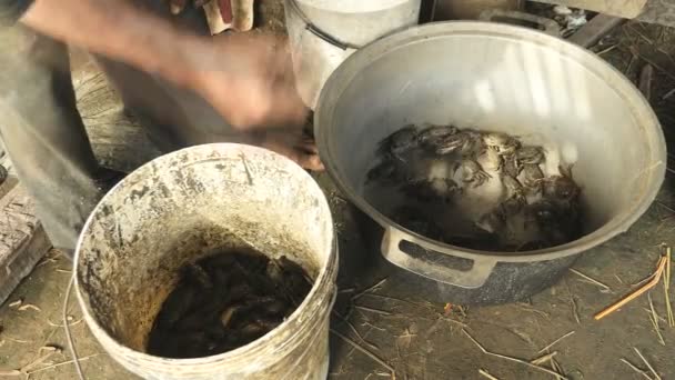 Грязные крабы, пойманные на рисовых полях и брошенные в ведро охотником на крабов — стоковое видео